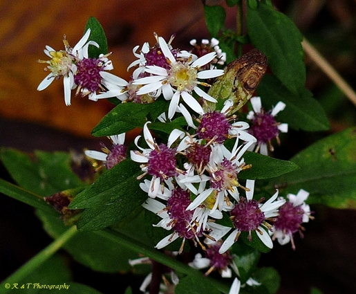 {Symphyotrichum lateriflorum}